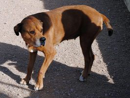 Canela04