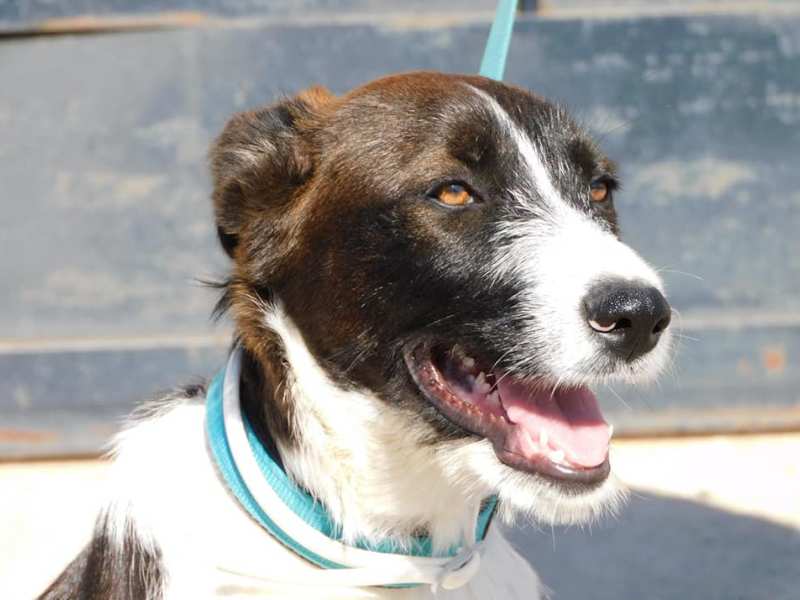 Hunde Hundeleben Saar