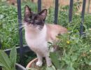 Charleen