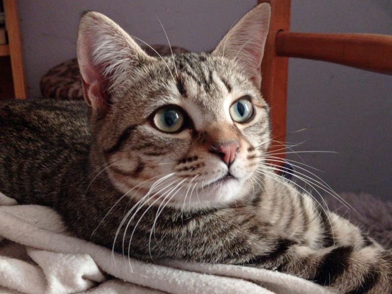 Rodolfo